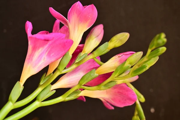 Belas Flores Orquídea Rosa Fundo Escuro — Fotografia de Stock