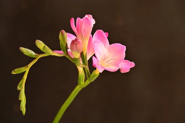 Piękne Różowe Kwiaty Storczyk Ciemnym Tle — Zdjęcie stockowe