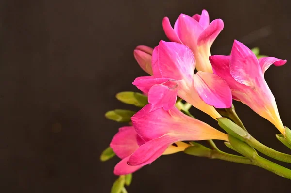 Красиві Рожеві Квіти Орхідей Темному Фоні — стокове фото