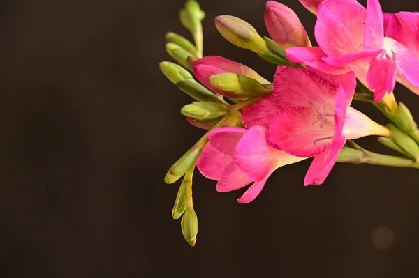 Schöne Rosa Orchideenblüten Auf Dunklem Hintergrund — Stockfoto