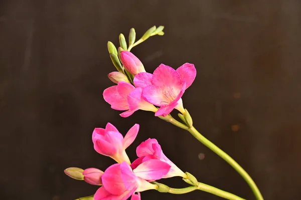 Όμορφη Ροζ Ορχιδέα Λουλούδια Σκούρο Φόντο — Φωτογραφία Αρχείου
