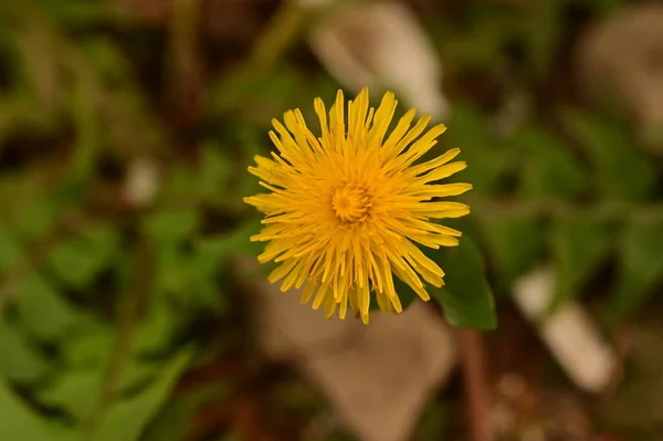 Красиві Жовті Квіти Крупним Планом Фон Природи — стокове фото