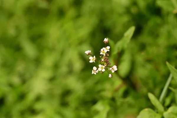 庭の美しい白い小さな花 — ストック写真