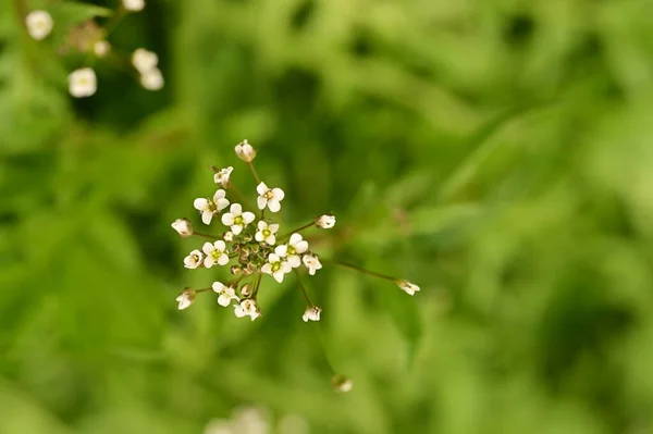Belas Flores Brancas Minúsculas Jardim — Fotografia de Stock