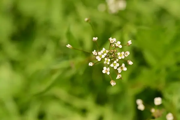 庭の美しい白い小さな花 — ストック写真