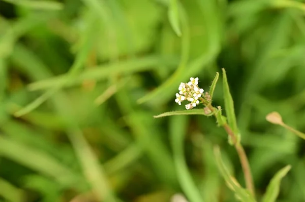 Красивые Белые Крошечные Цветы Саду — стоковое фото
