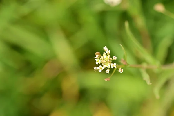 Красиві Білі Крихітні Квіти Саду — стокове фото