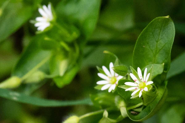 Красиві Крихітні Білі Квіти Саду — стокове фото