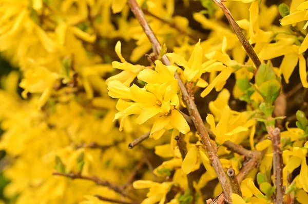 Belas Flores Amarelas Primavera Flor Fundo Natureza — Fotografia de Stock