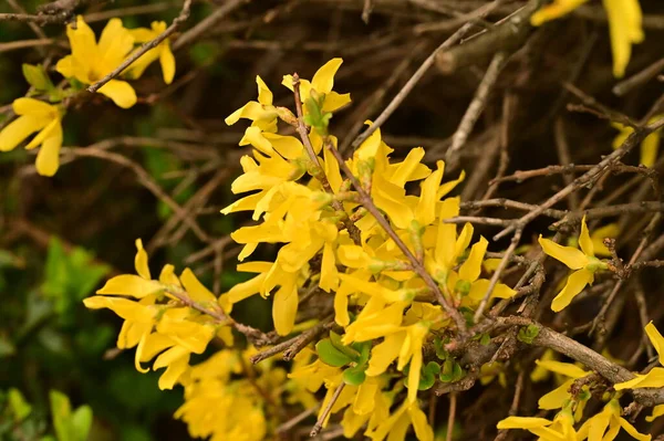 Piękny Żółty Wiosna Kwiaty Kwiat Tło Natury — Zdjęcie stockowe