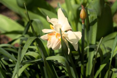 Bahçedeki nergis çiçeği