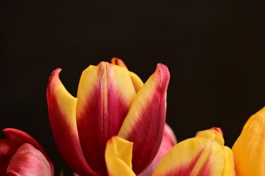 Siyah arka planda güzel laleler