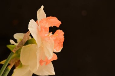 beautiful daffodils, spring background.