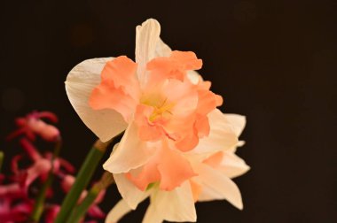 beautiful daffodils, spring background.