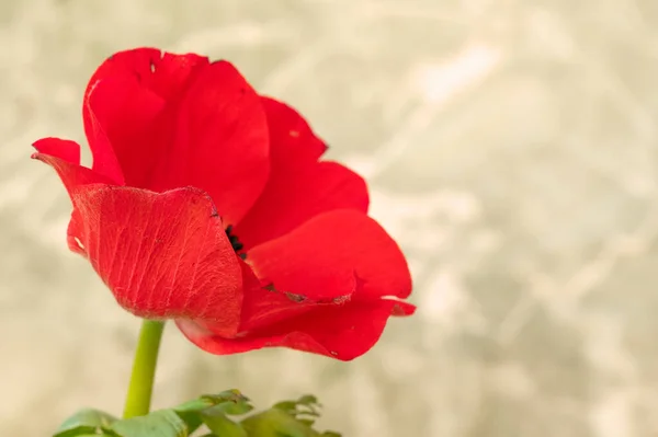 Közeli Ból Csodálatos Piros Mák Virág Kertben — Stock Fotó