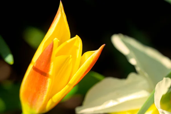 Flor Tulipa Amarela Jardim Primavera — Fotografia de Stock
