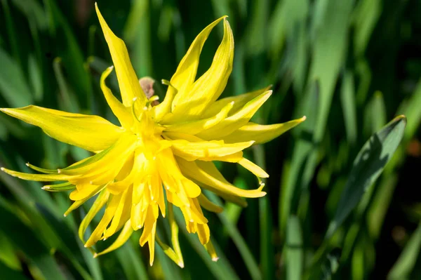 Όμορφα Κίτρινα Λουλούδια Από Κοντά Θέα Φόντο Της Φύσης — Φωτογραφία Αρχείου