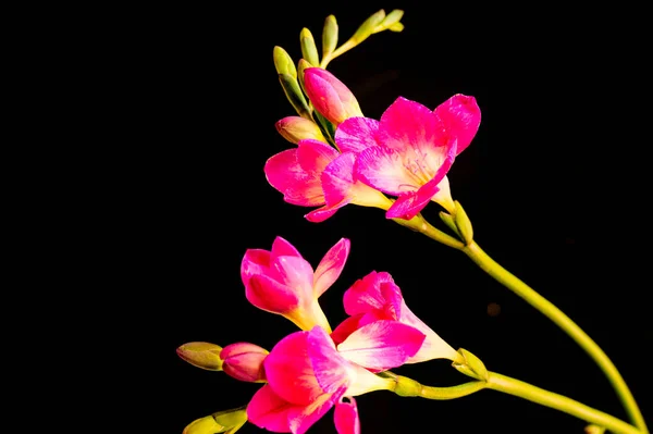 Schöne Rosa Orchidee Auf Schwarzem Hintergrund — Stockfoto
