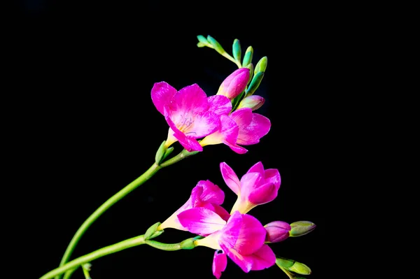 Beautiful Pink Orchid Black Background — Stock Photo, Image