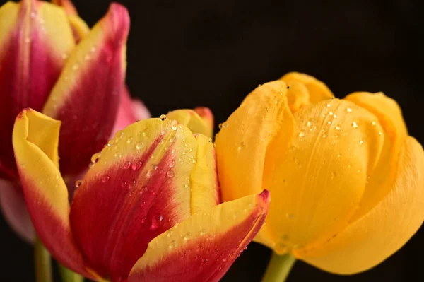 Beautiful Tulips Black Background — Stock Photo, Image