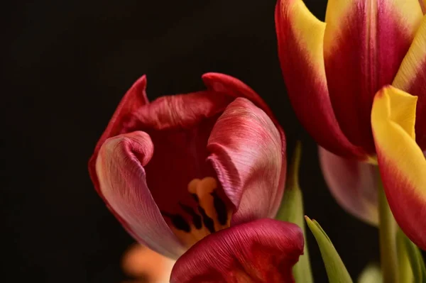 Mooie Tulpen Zwarte Achtergrond — Stockfoto