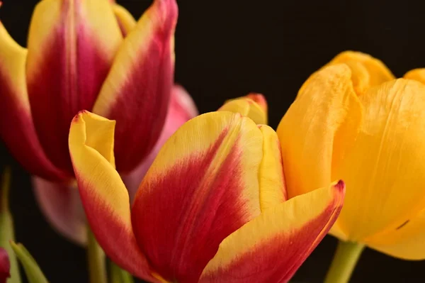 Hermosos Tulipanes Sobre Fondo Negro — Foto de Stock