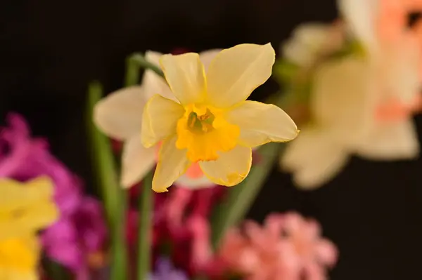 Красивые Весенние Цветы Закрыть — стоковое фото