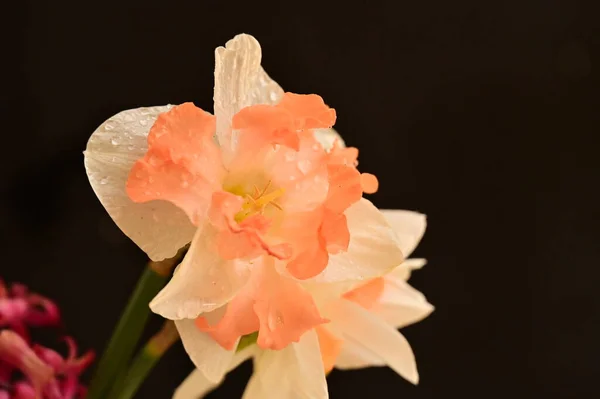 美丽的水仙花 春天的背景 — 图库照片