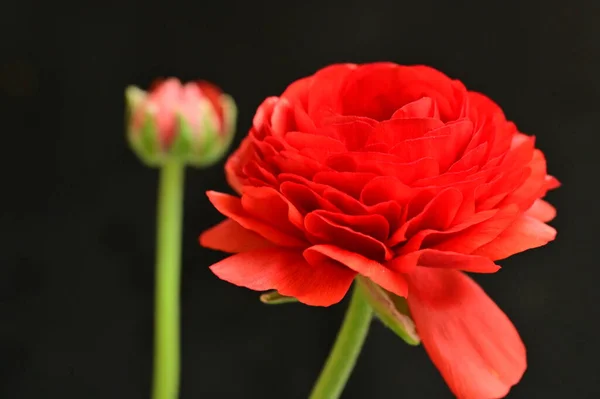 Красивый Красный Цветок Роза Черном Фоне — стоковое фото