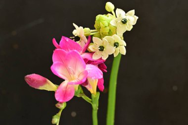 Güzel pembe orkide ve siyah arkaplanda küçük beyaz çiçekler.