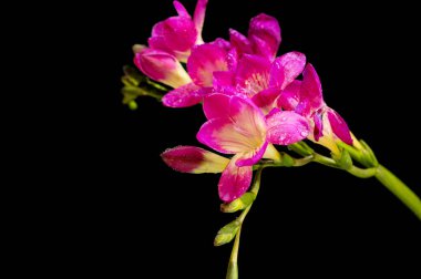 Siyah arkaplanda güzel pembe orkide