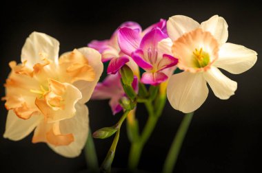 Güzel bahar çiçekleri, yakın