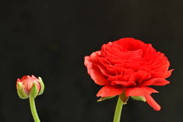 Красива Червона Квітка Троянди Чорному Фоні — стокове фото