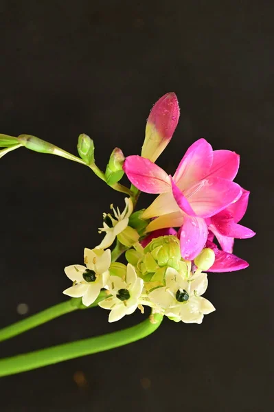 Schöne Rosa Orchidee Und Winzige Weiße Blüten Auf Schwarzem Hintergrund — Stockfoto