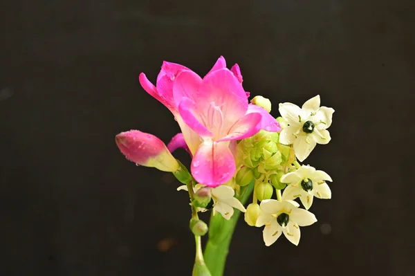 Όμορφη Ροζ Ορχιδέα Και Μικροσκοπικά Λευκά Λουλούδια Μαύρο Φόντο — Φωτογραφία Αρχείου