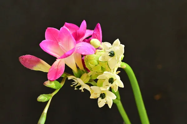 Krásná Růžová Orchidej Drobné Bílé Květy Černém Pozadí — Stock fotografie