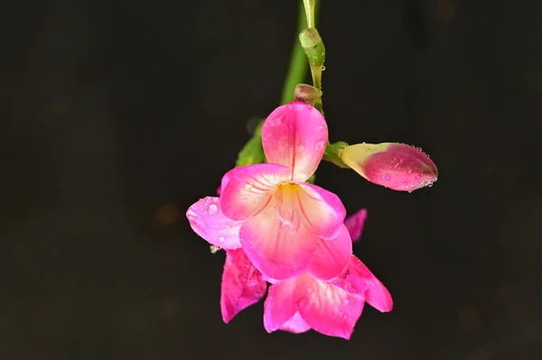 Bela Orquídea Rosa Fundo Preto — Fotografia de Stock