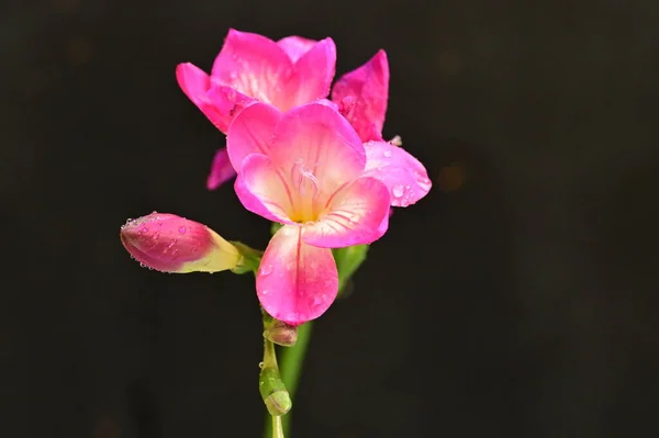 Красива Рожева Орхідея Чорному Фоні — стокове фото