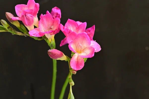 Красива Рожева Орхідея Чорному Фоні — стокове фото