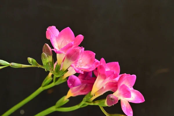 美しいピンクの蘭を背景に — ストック写真