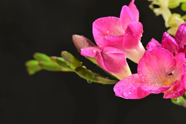 Mooie Roze Orchidee Zwarte Achtergrond — Stockfoto