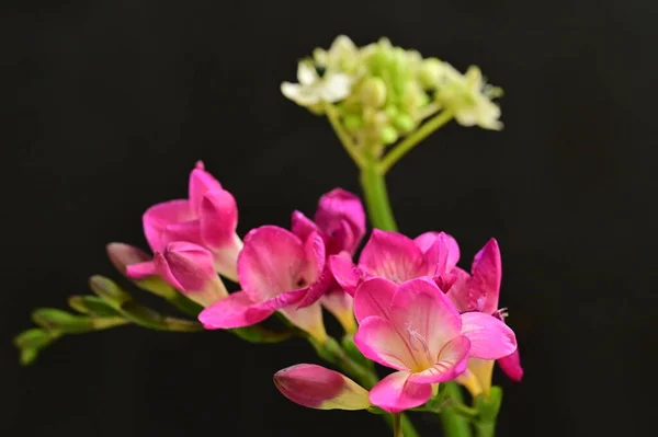 Bela Orquídea Rosa Minúsculas Flores Brancas Fundo Preto — Fotografia de Stock