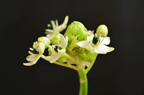 Piękne Białe Małe Kwiaty Czarnym Tle — Zdjęcie stockowe
