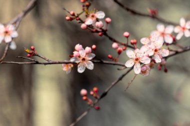 Güzel bahar çiçekleri, doğa arka planı.