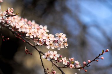 Güzel bahar çiçekleri, doğa arka planı.