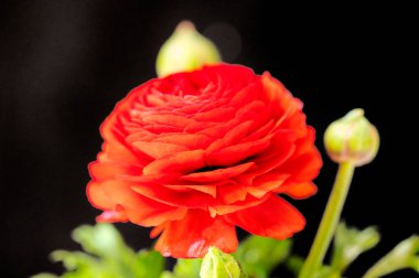 güzel siyah zemin üzerine kırmızı gül çiçek