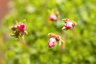 Bahçedeki küçük güzel pembe çiçekler
