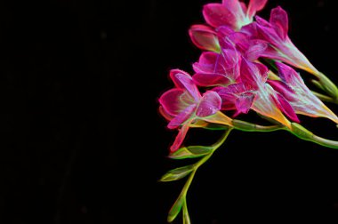 Siyah arkaplanda güzel pembe orkide