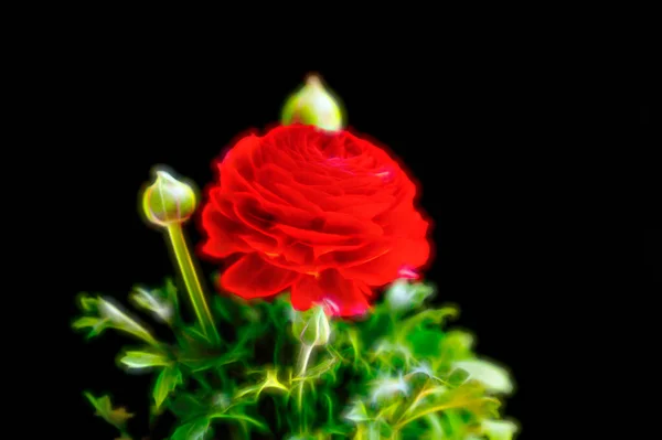 Belle Fleur Rose Rouge Sur Fond Noir — Photo