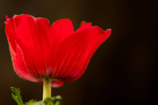 Červená Mák Květiny Izolované Černém Pozadí — Stock fotografie